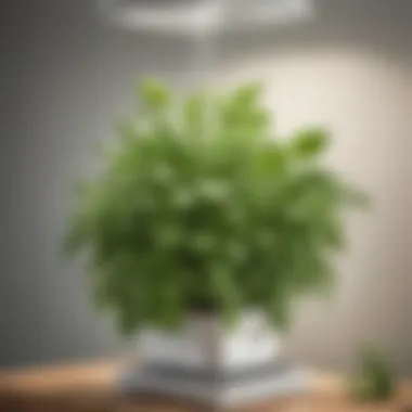 Aromatic Hydroponic Basil Cultivation Hydroponic Basil Plant