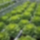 Green Hydroponic Lettuce Growing