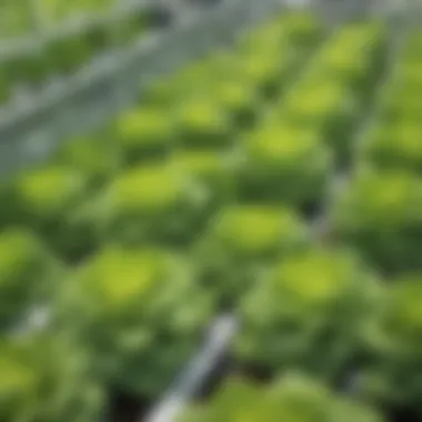 Vibrant Hydroponic Lettuce Cultivation Green Hydroponic Lettuce Growing