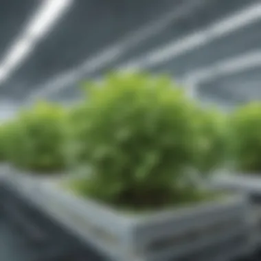 Innovative Hydroponic Planting