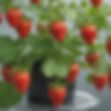 Juicy Hydroponic Strawberry Growth Hydroponic Strawberry Plant
