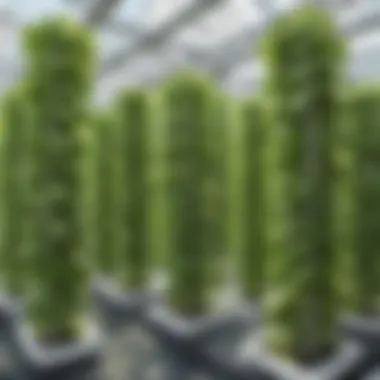 Hydroponic Vertical Farming