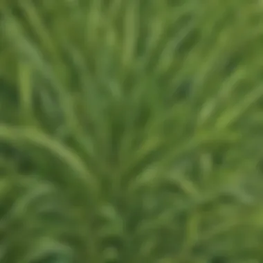 Close-up of intricate patterns on a grass head plant