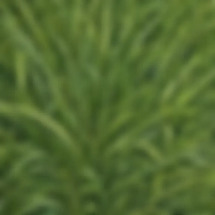 Close-up of intricate patterns on a grass head plant