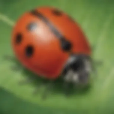 Interactive ladybug-themed learning materials