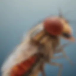 Magnified Close-Up of Drosophila Medium