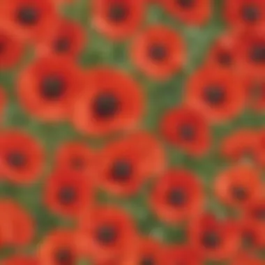 Poppy Flower Collage Activity