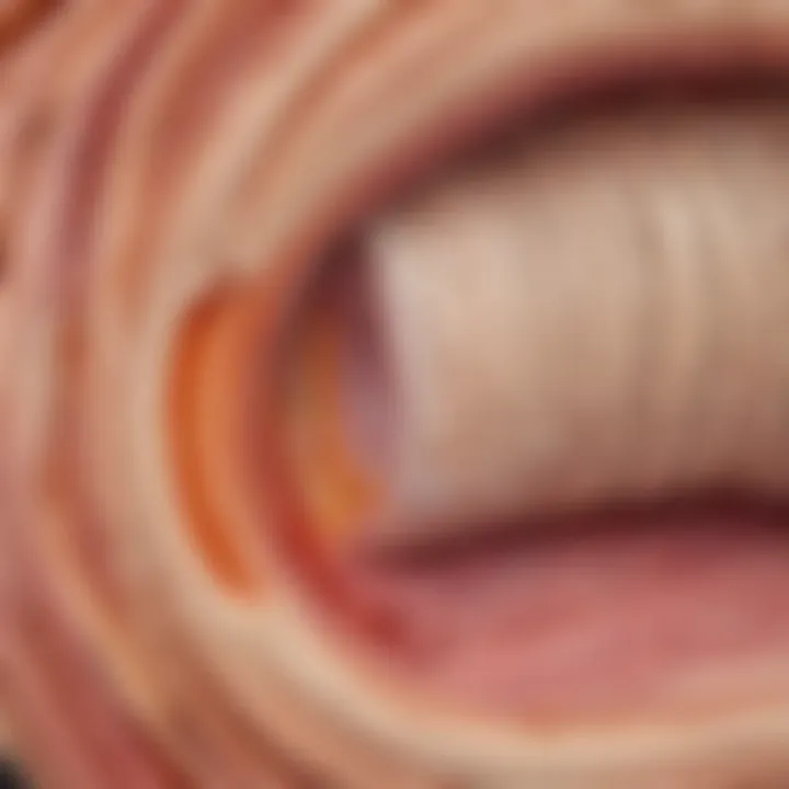 Muscle Fiber Cross-Section Analysis