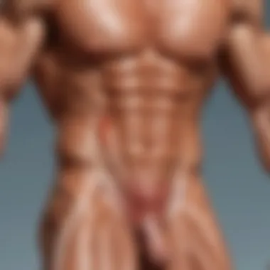 Decoding the Mechanisms of Muscle Hypertrophy Muscle Hypertrophy Mechanism Demonstration