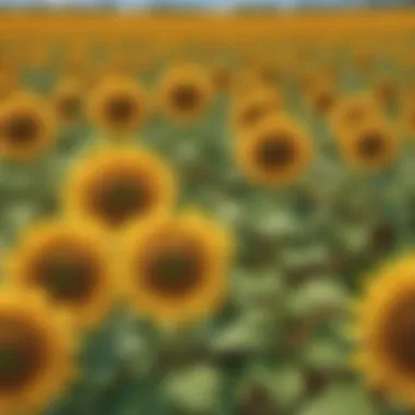 Enchanting Sunflower Field