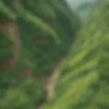 Aerial view of lush green plants covering a hillside