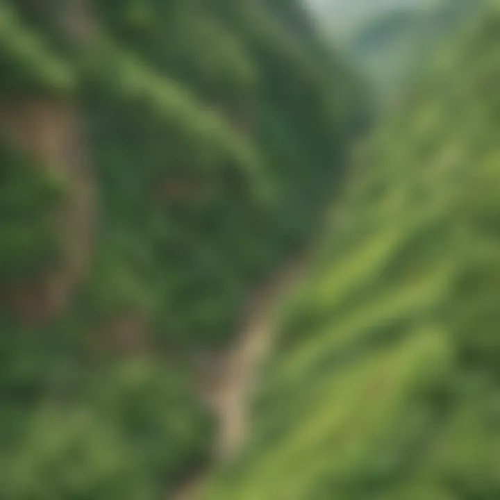 Aerial view of lush green plants covering a hillside