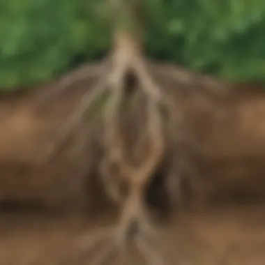 Close-up of intricate root systems anchoring soil in place