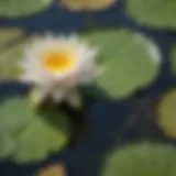 Pond Water Lily Floating Gracefully