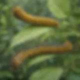 A caterpillar munching on a leaf