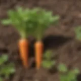 Freshly sprouted carrot tops emerging from soil