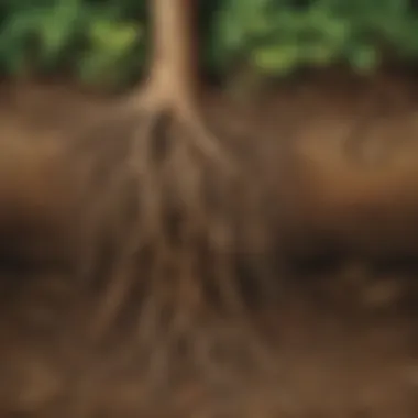 Root System Exploration Beneath Soil