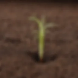 Illustration of a seed germinating in soil