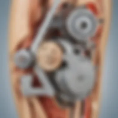 Illustration depicting motor control mechanisms in the leg