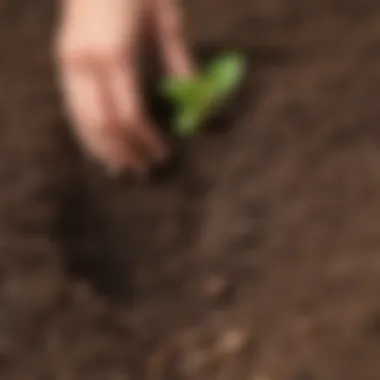 Close-up of healthy soil being enriched with nutrients