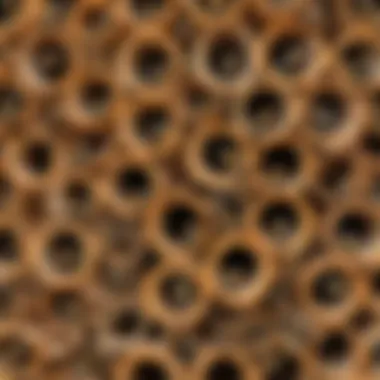 Solitary bees emerging from their habitats in hotel tubes