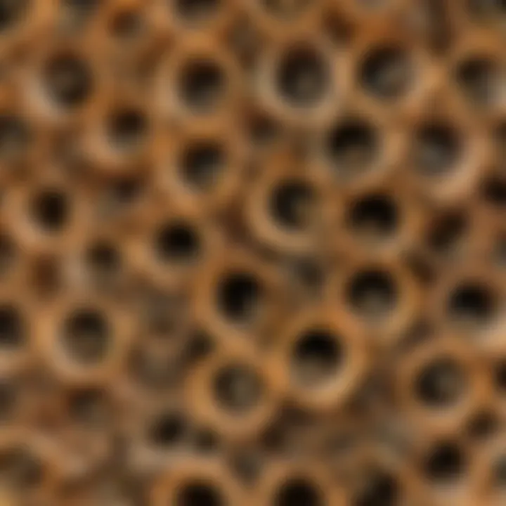 Solitary bees emerging from their habitats in hotel tubes