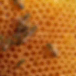 Artistic arrangement of honeycomb and beeswax