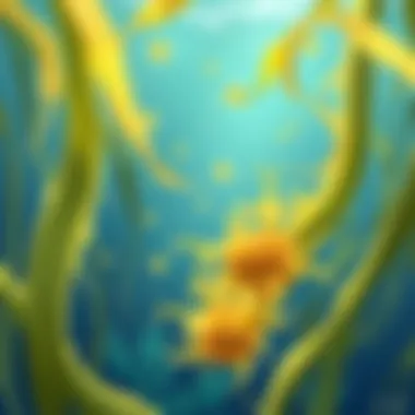 Notable The Role of Seaweed Fibers in Science and Environment Notable The Role of Seaweed Fibers in Science and Environment