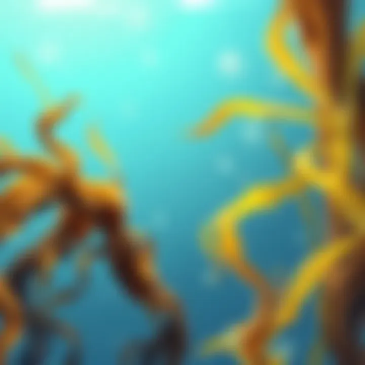 The Role of Seaweed Fibers in Science and Environment Summary