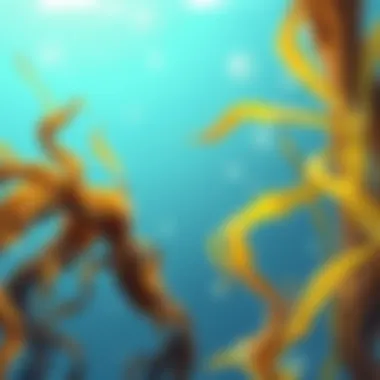 The Role of Seaweed Fibers in Science and Environment Summary The Role of Seaweed Fibers in Science and Environment Summary