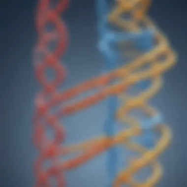 Diagram illustrating base pairing in DNA