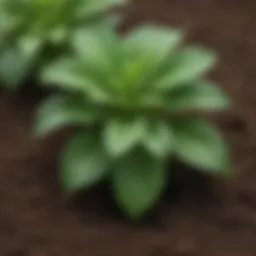 Lush green plant growing in rich soil