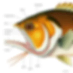 Diagram illustrating fish gills and their function in respiration