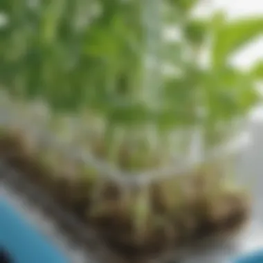 Innovative Hydroponic System Close-up of an innovative hydroponic system featuring nutrient delivery tubes and healthy plant roots.
