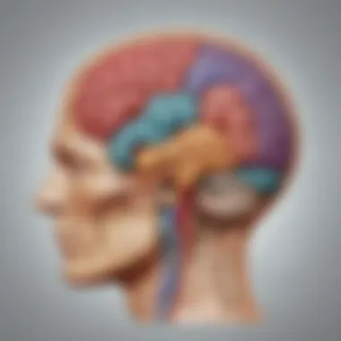 Learning Styles and Brain Lateralization Chart illustrating learning styles influenced by brain lateralization