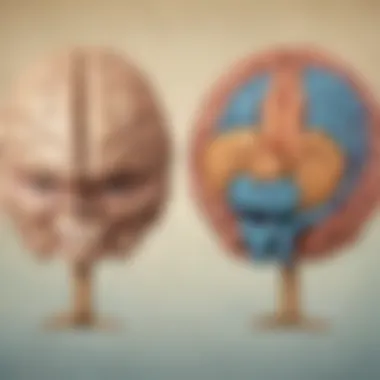 Structural Differences Between Brain Hemispheres Illustration comparing the structural differences between left and right brain hemispheres