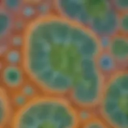Close-up of mold spores under a microscope