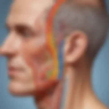 Illustration depicting the physiological mechanisms of temperature regulation in the body