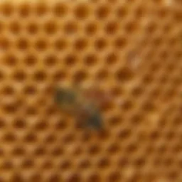 A close-up of a bee egg nestled in a honeycomb cell