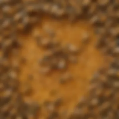 Larvae of a bee surrounded by nourishing substances in the hive