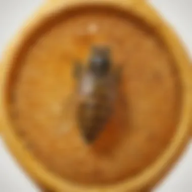 A pupa undergoing metamorphosis within a honeycomb cell