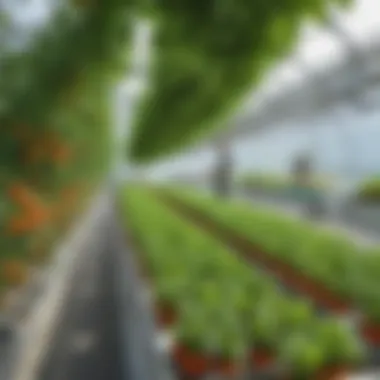 Harvesting vibrant hydroponically grown produce under controlled conditions