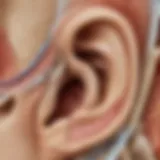 Illustration of the inner ear anatomy showing cochlea and auditory nerve.