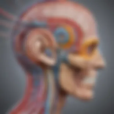 Visual representation of neurological pathways involved in hearing.
