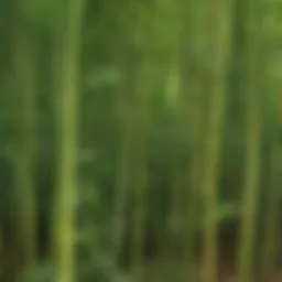 Vibrant lush growth of the bamboo grass
