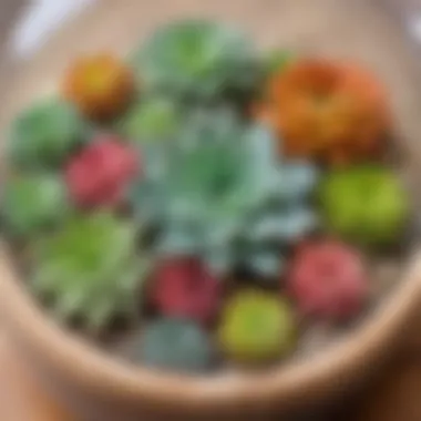 Succulent Splendor in Miniature Close-up of vibrant succulents in a terrarium